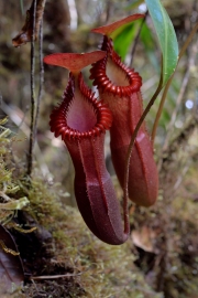 Mt. Tambuyukon Flora, Sabah, Malaysia              